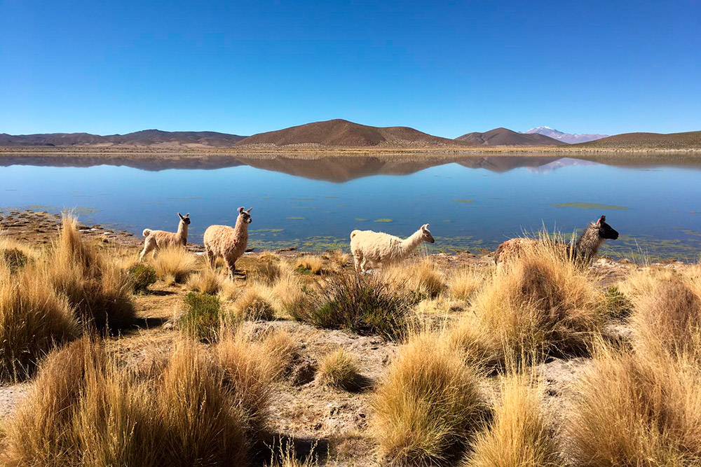 У одной из лагун Боливии нам встретились ламы
