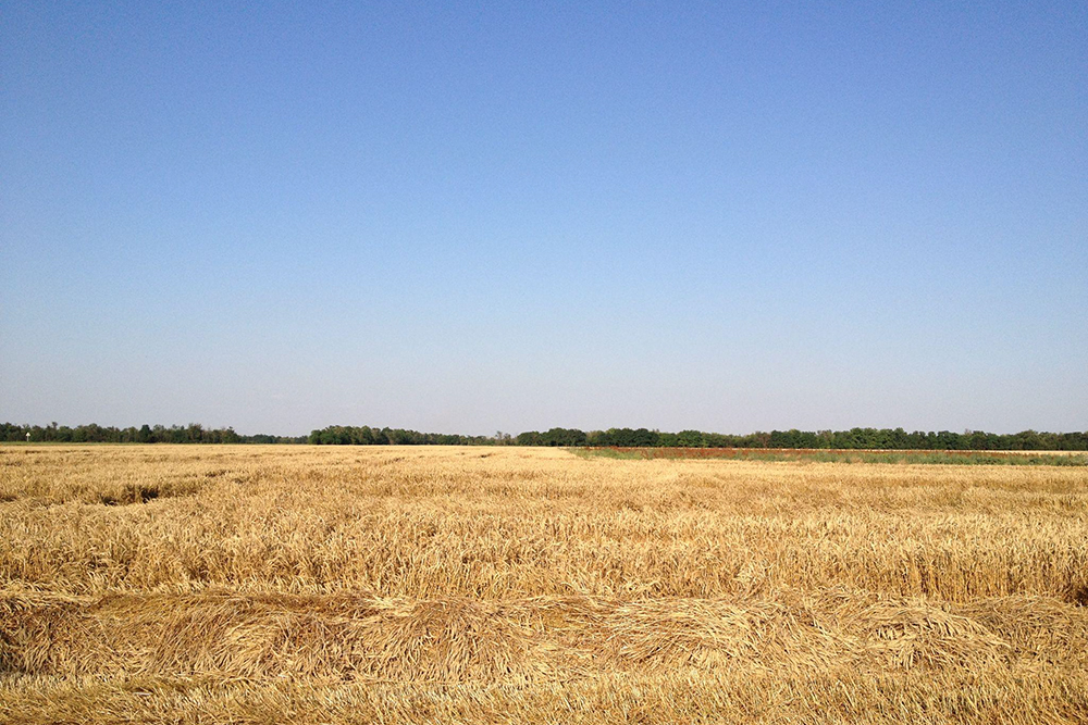 На обратном пути мы видели поля с созревшими колосьями пшеницы, которые пора было убирать