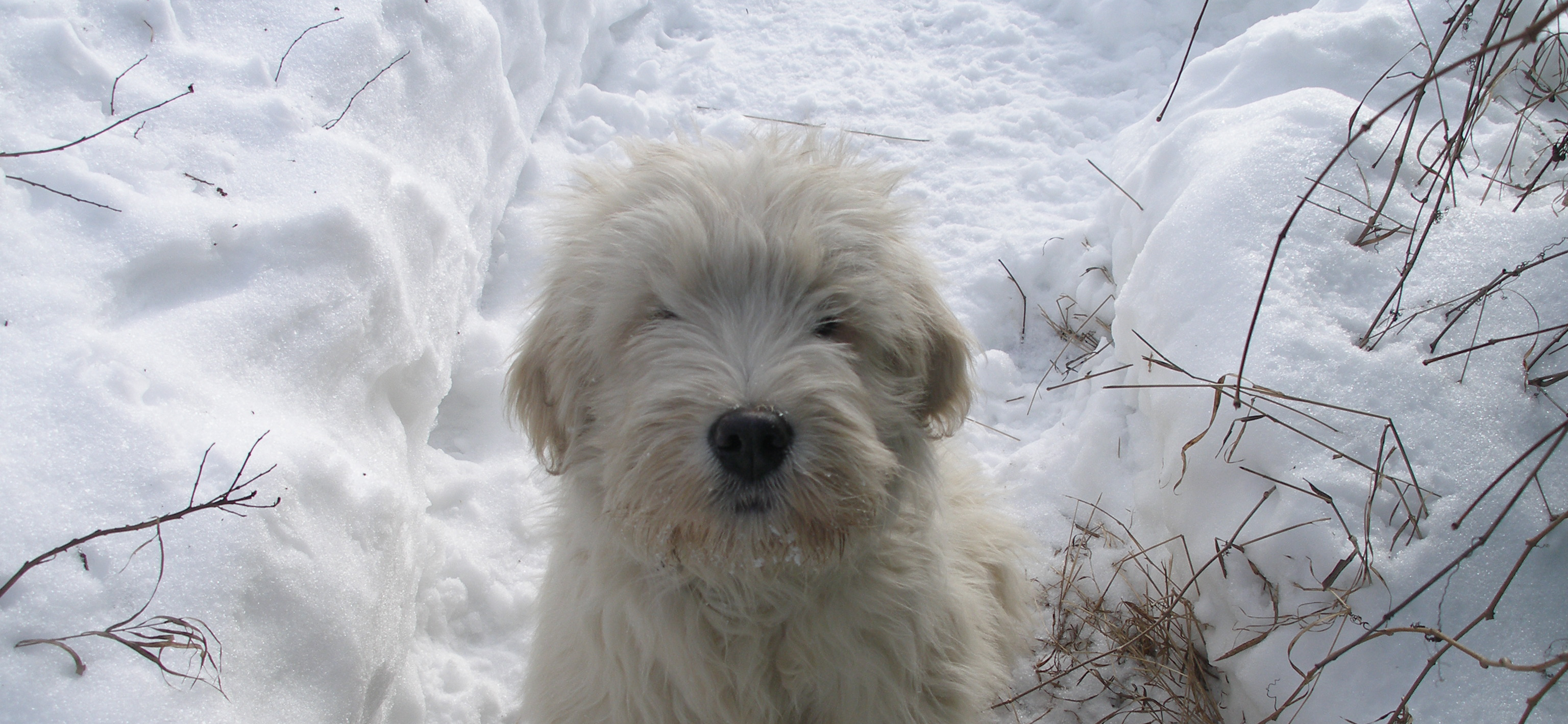 Мы жили с южнорусской овчаркой Мартыном, который признавал только нас