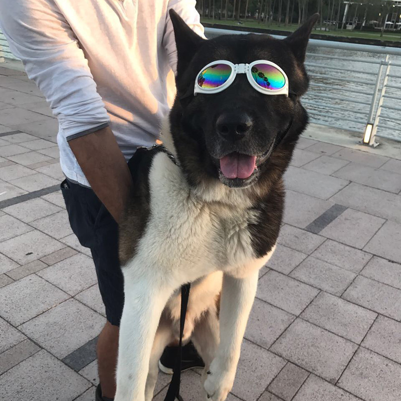 Хозяин этой собаки защищает ее глаза от солнца