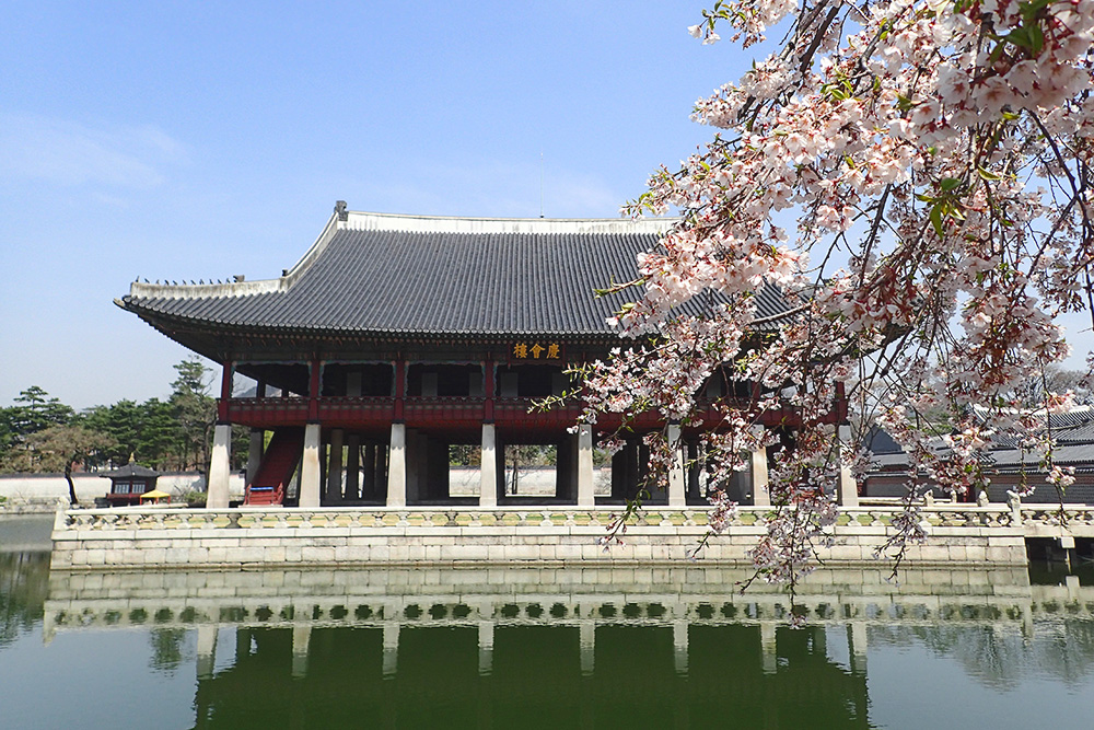 Цветущая сакура во дворце Кёнбоккун
