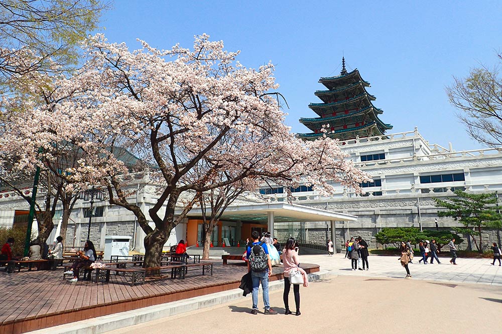 Сакура возле Национального музея фольклора