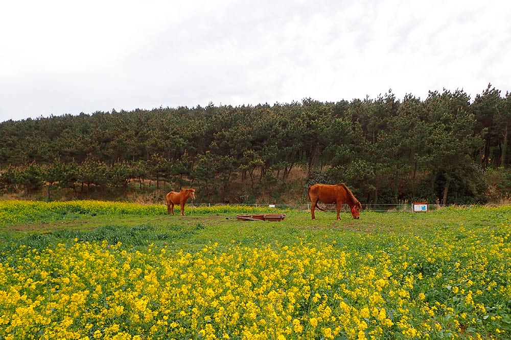 Местные жители зарабатывают на туристах, которые хотят сфотографироваться с лошадьми. Посещение поля и ото с лошадкой в 2019 году стоило 1000 KRW