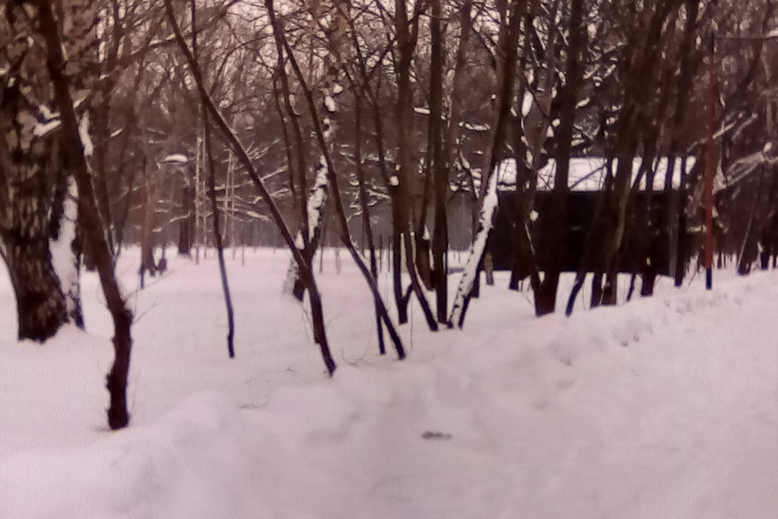 Зимний парк как будто снимали на дедушкин фотоаппарат: белый снег с эффектом сепии, а ветви деревьев сливаются в мутное пятно