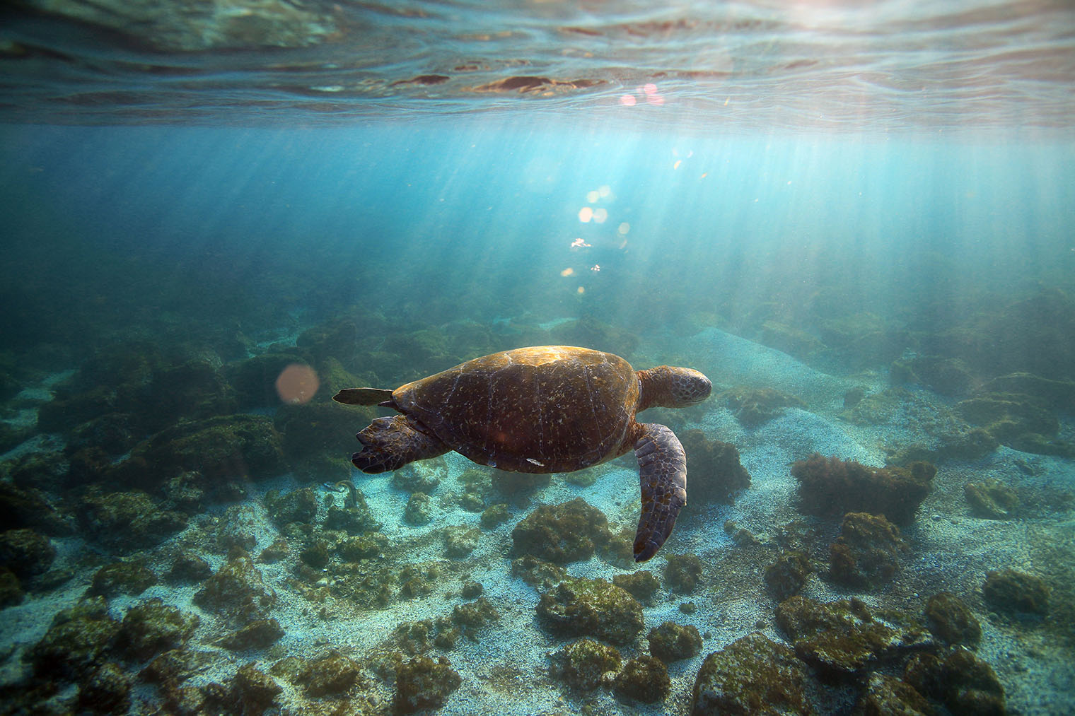 На Галапагосах водятся сухопутные и морские черепахи. Фотография: Longjourneys / Shutterstock / FOTODOM