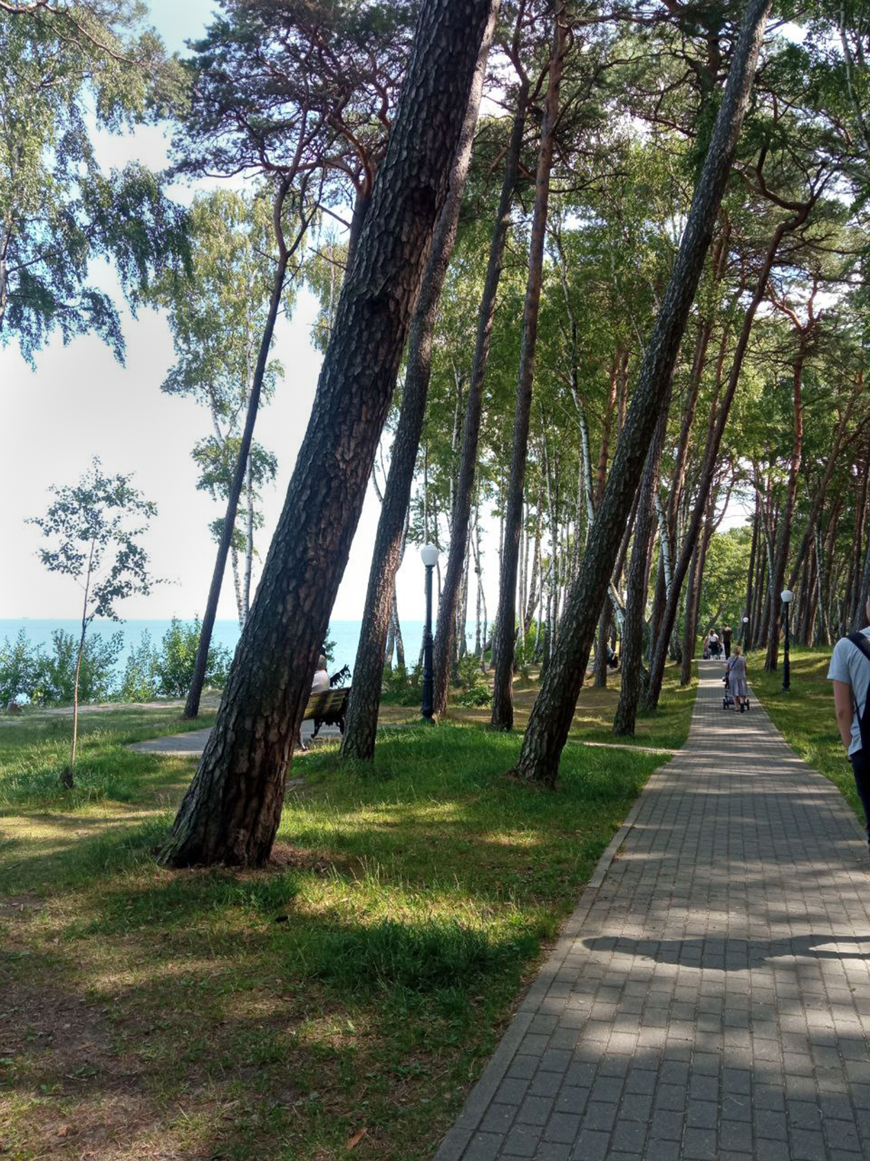 Это парк «Сосновый бор» на берегу Балтийского моря в Пионерском. Наш дом находится рядом с парком