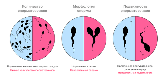 ТОП-7 невероятных и удивительных фактов о сперме