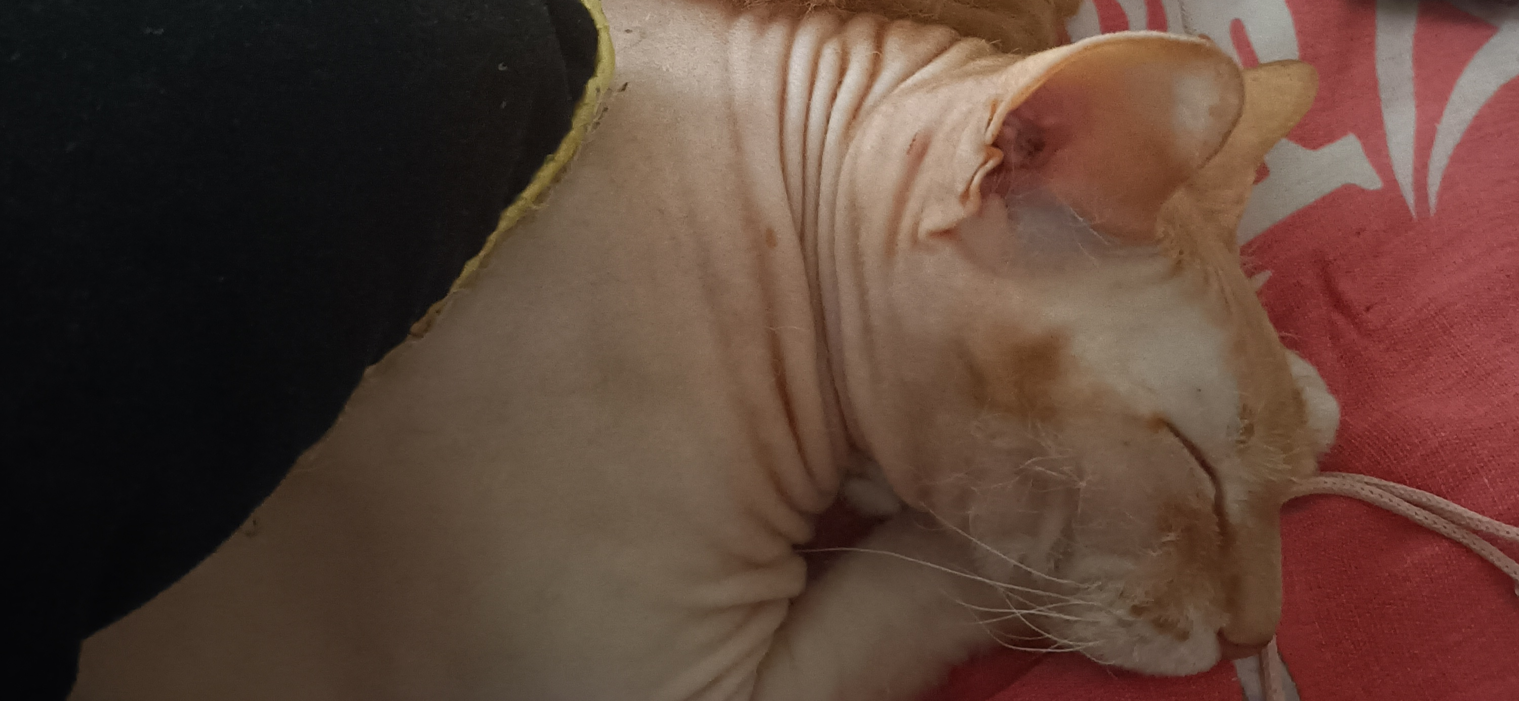 Фото питомцев: сфинкс браш Моисей и карликовый пудель Фиджик спят