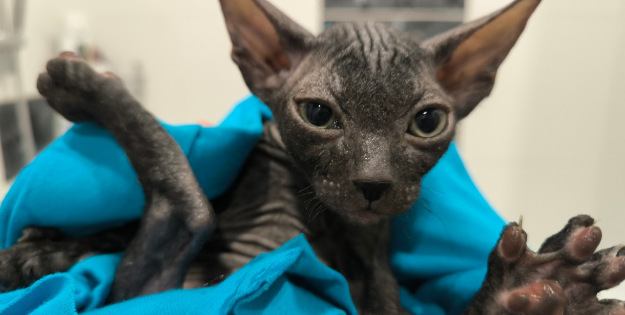 Мы живем со сфинксом Йодой и тратим на его содержание от 55 000 до 60 000 ₽ в год