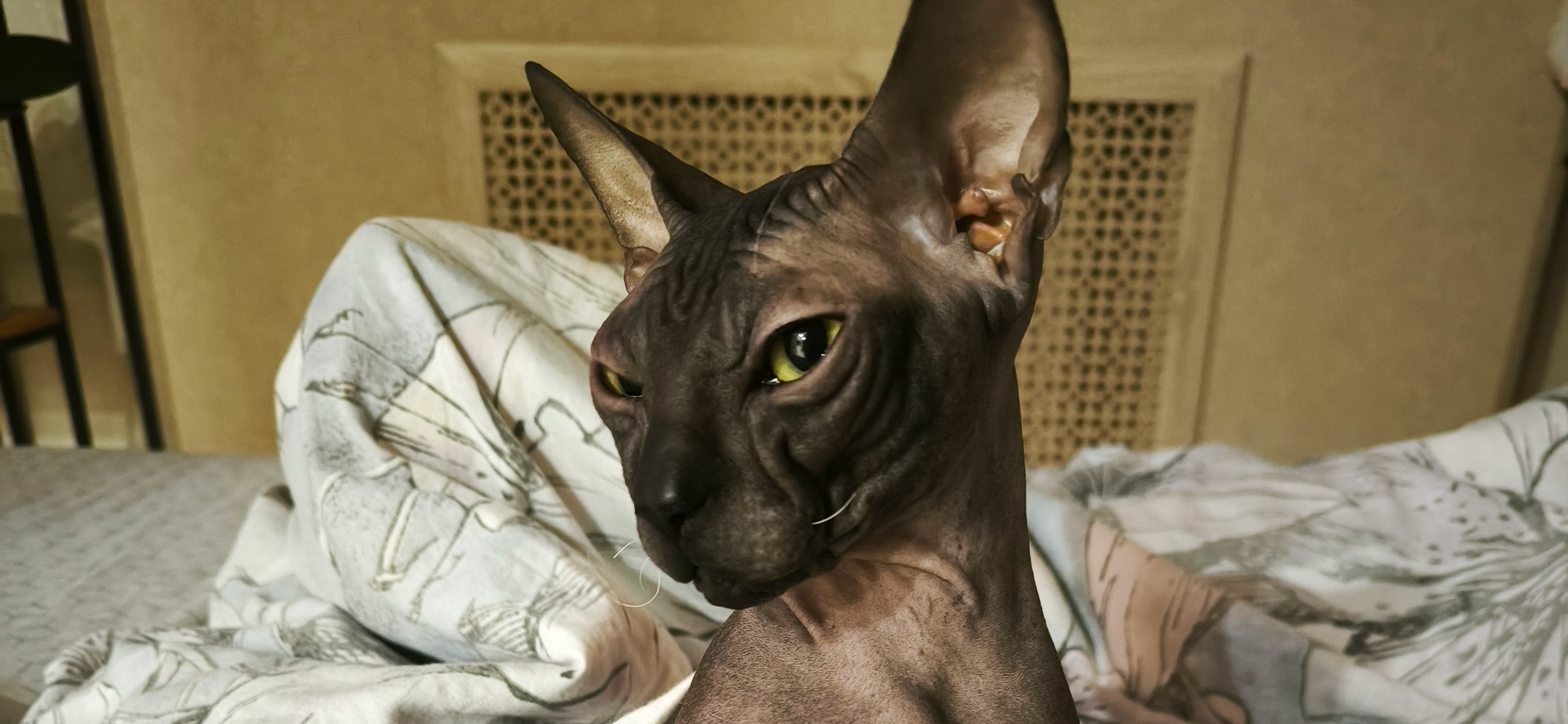 Фото питомца: сфинкс Йода на чиле