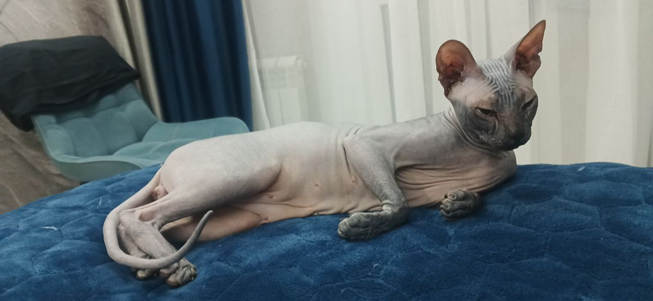 Фото питомца: сфинкс Хеопс медитирует