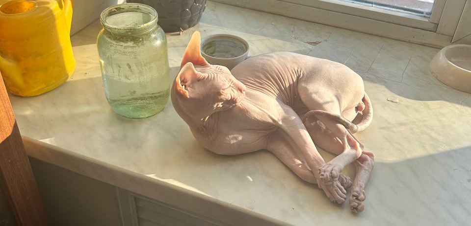 Фото питомца: сфинкс Прохуарий нежится на солнечном подоконнике в морозный день