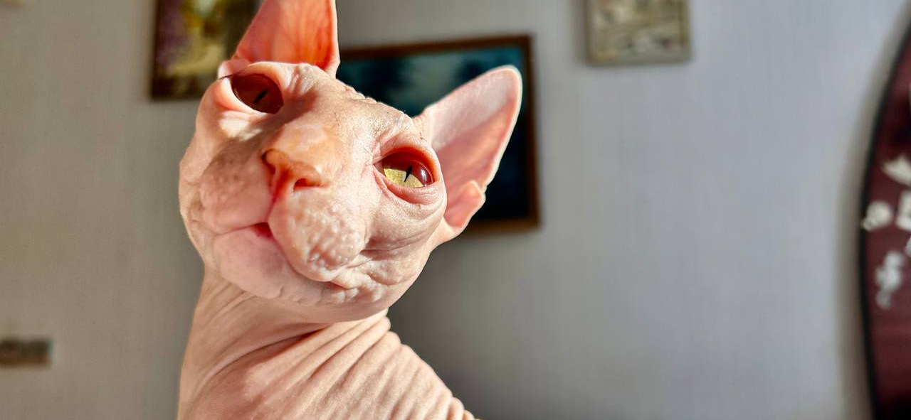 Фото питомца: сфинкс Прохуарий наслаждается солнечными лучами