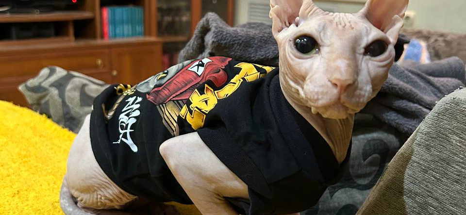 Фото питомца: сфинкс Прохуарий приоделся к Новому году