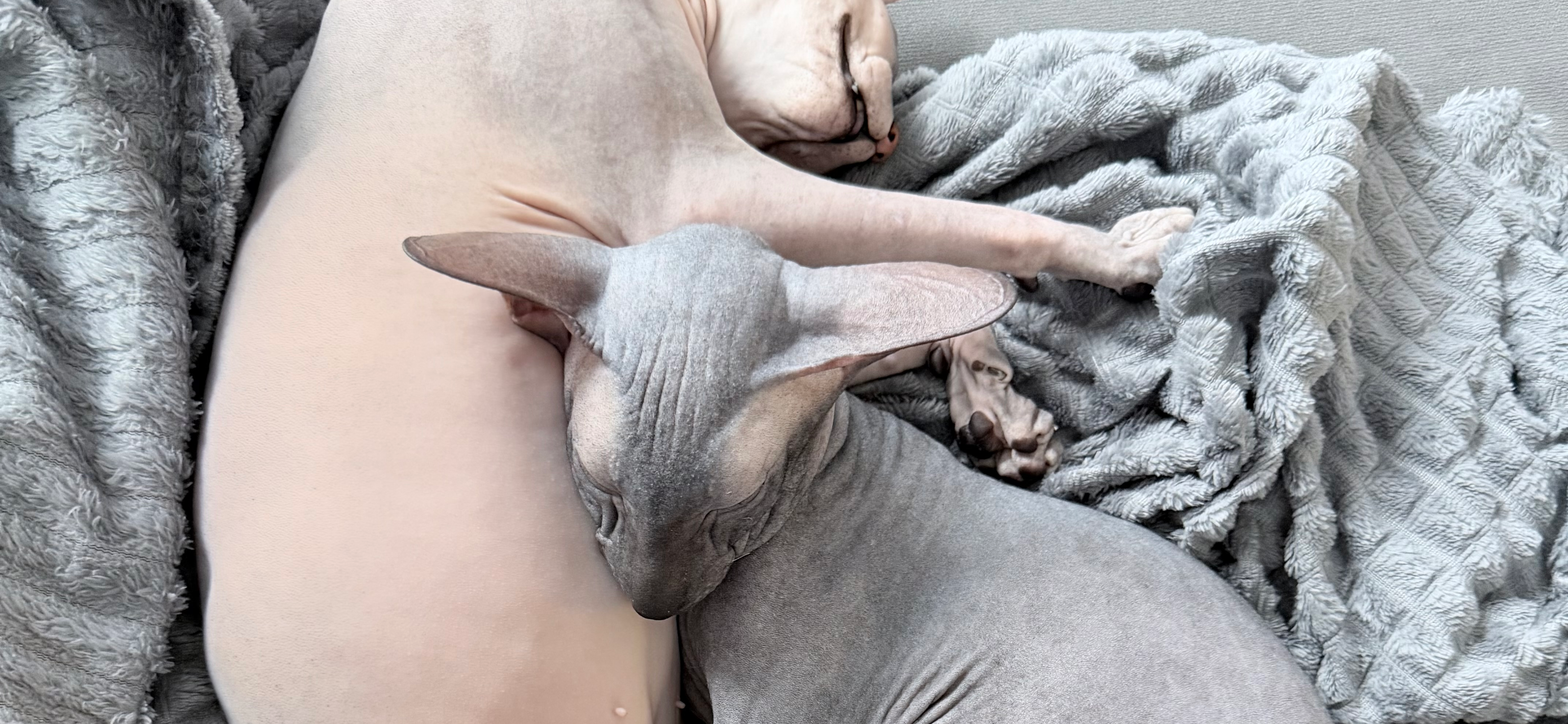 Фото питомцев: сфинсы Энцо и Комарик обнимаются