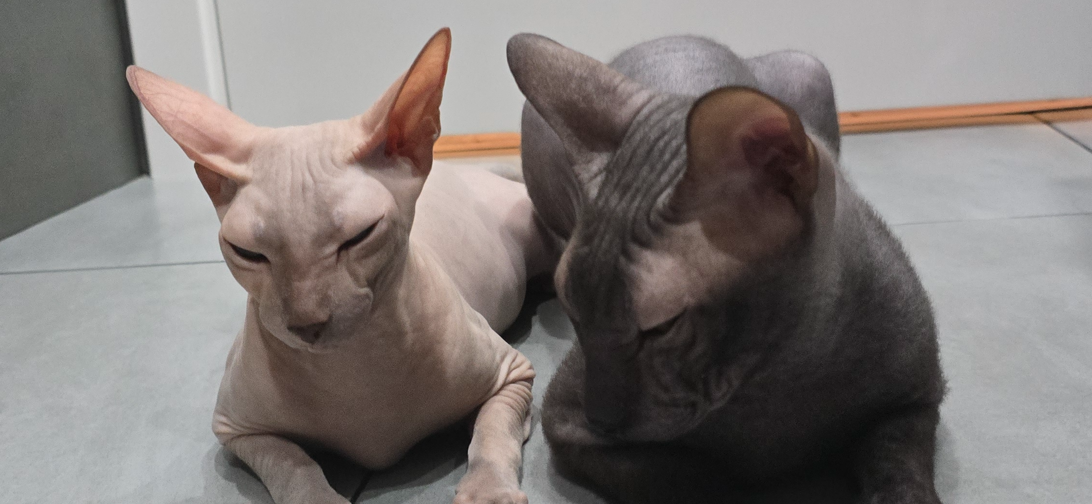 Фото питомца: сфинксы Нани и Трюфель в предвкушении скорого пополнения семьи