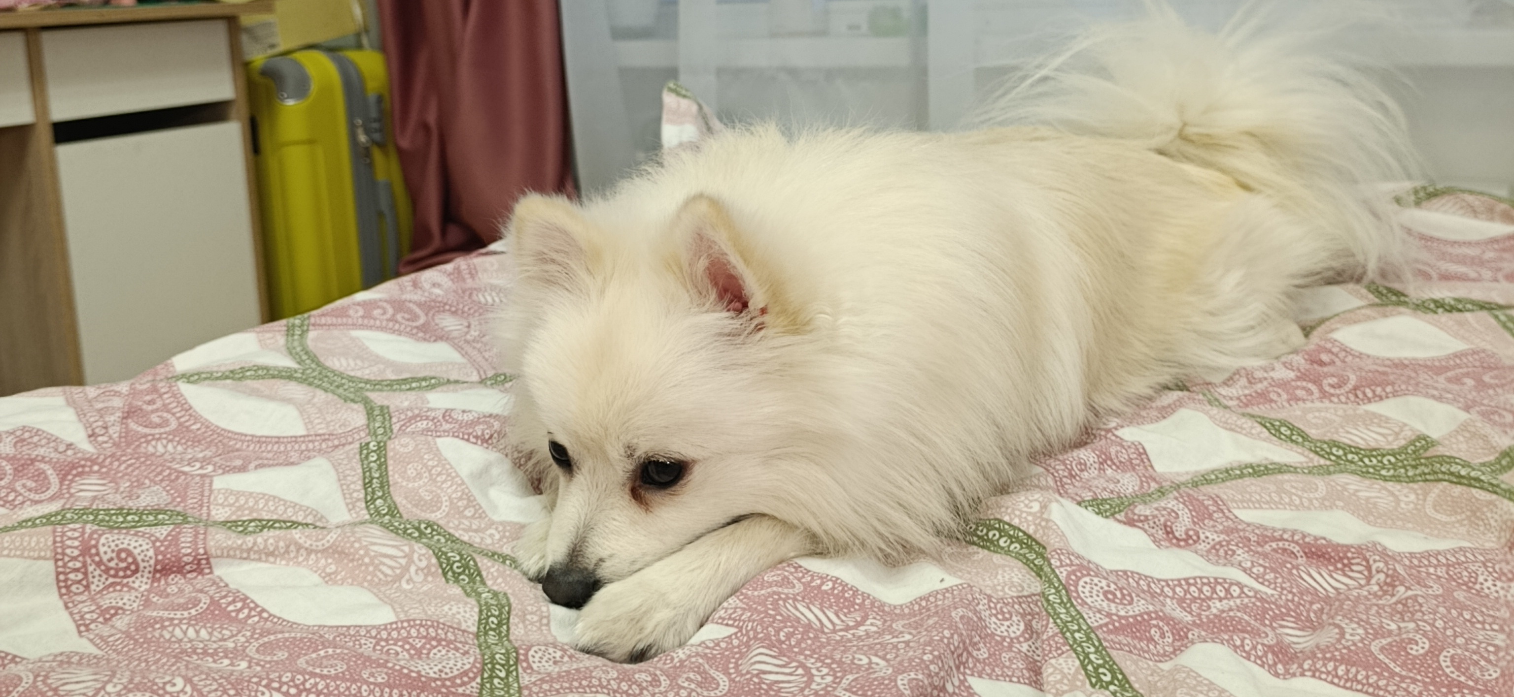 Фото питомца: шпиц Чарли готовится ко сну