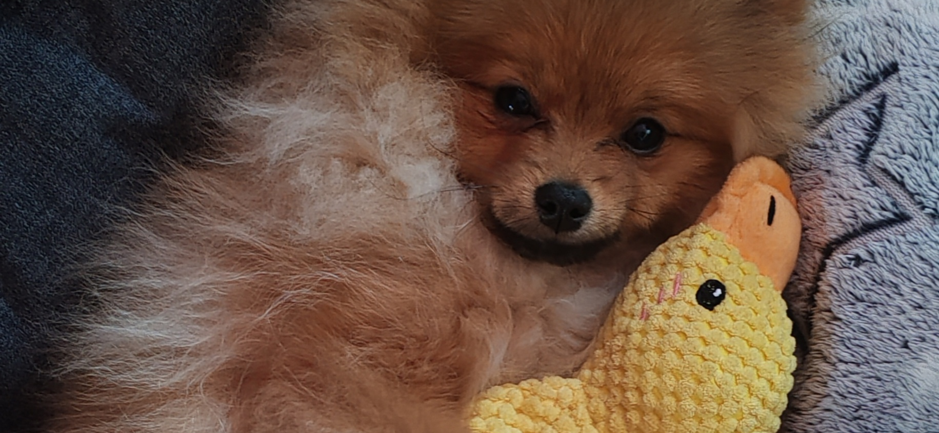 Фото питомца: шпиц Кузя наслаждается жизнью