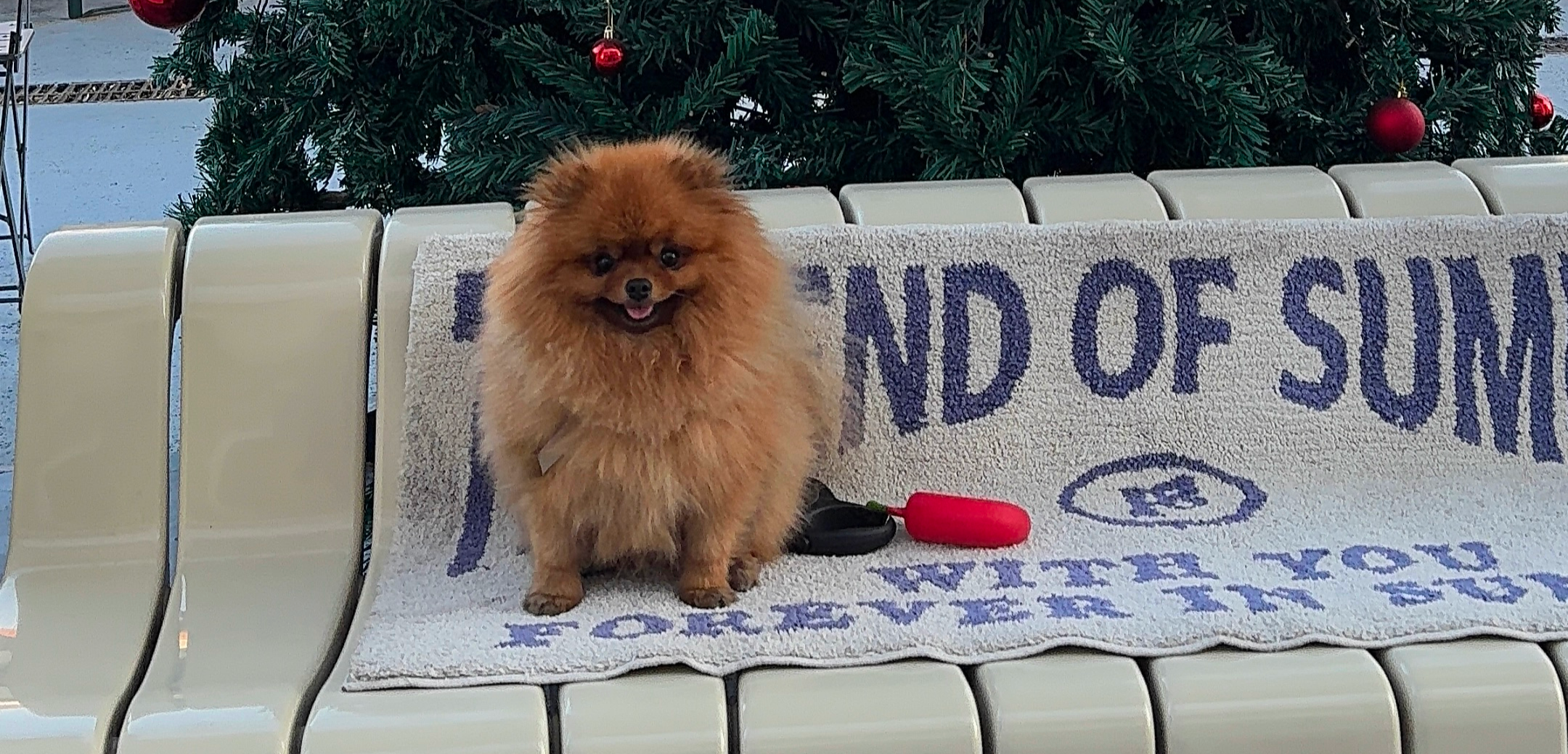 Фото питомца: шпиц Левка живет свою лучшую жизнь