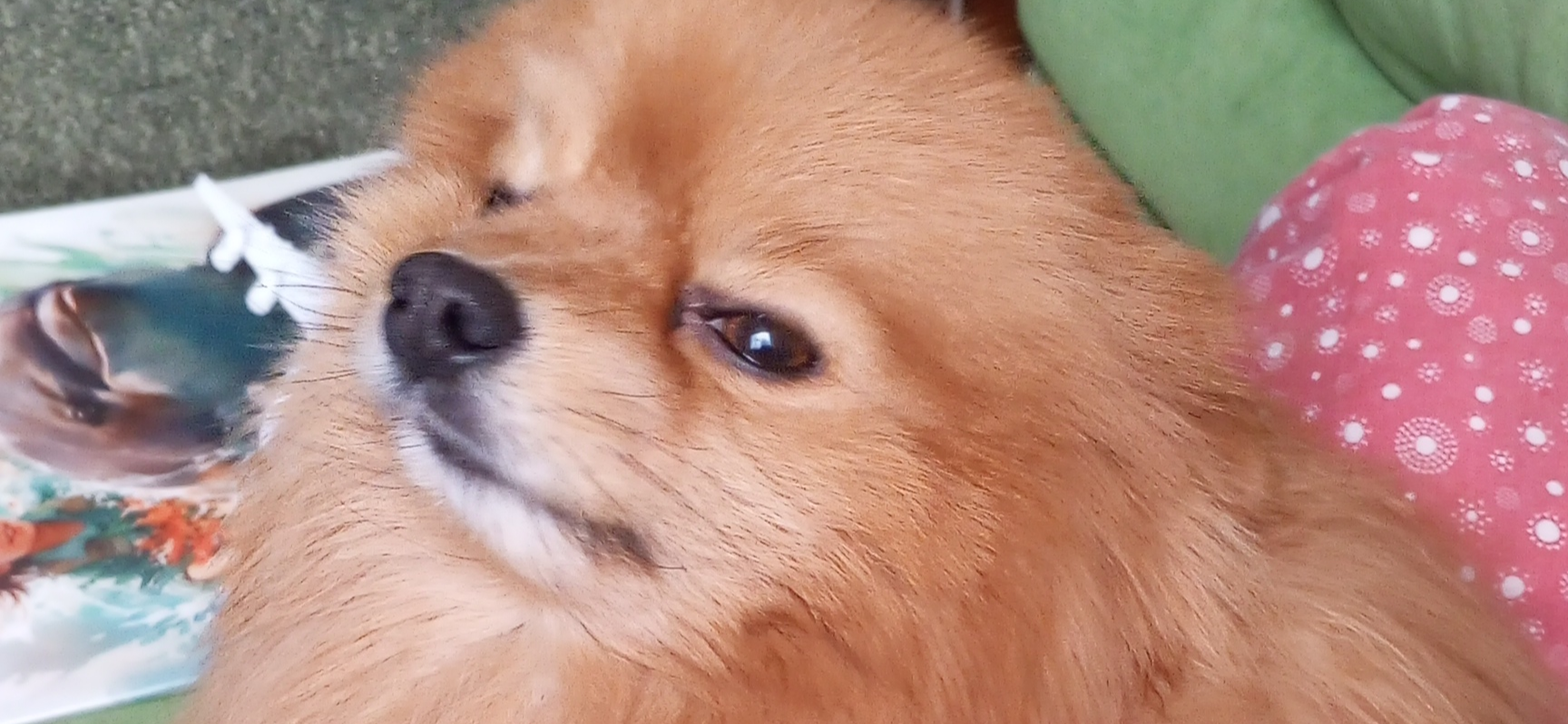 Фото питомца: шпиц Лисик наслаждается почесушками