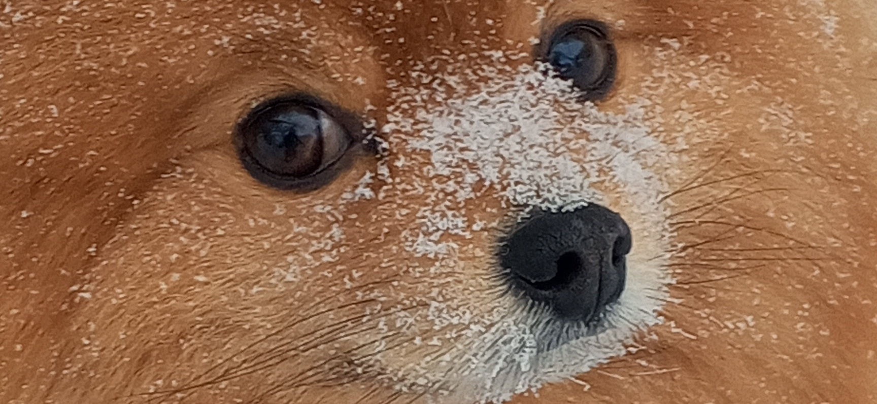 Фото питомца: шпиц Лисик наслаждается снегом