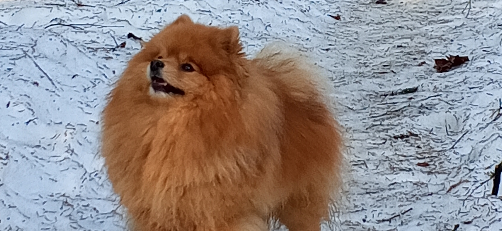 Фото питомца: шпиц Лисик отдыхает в лесу