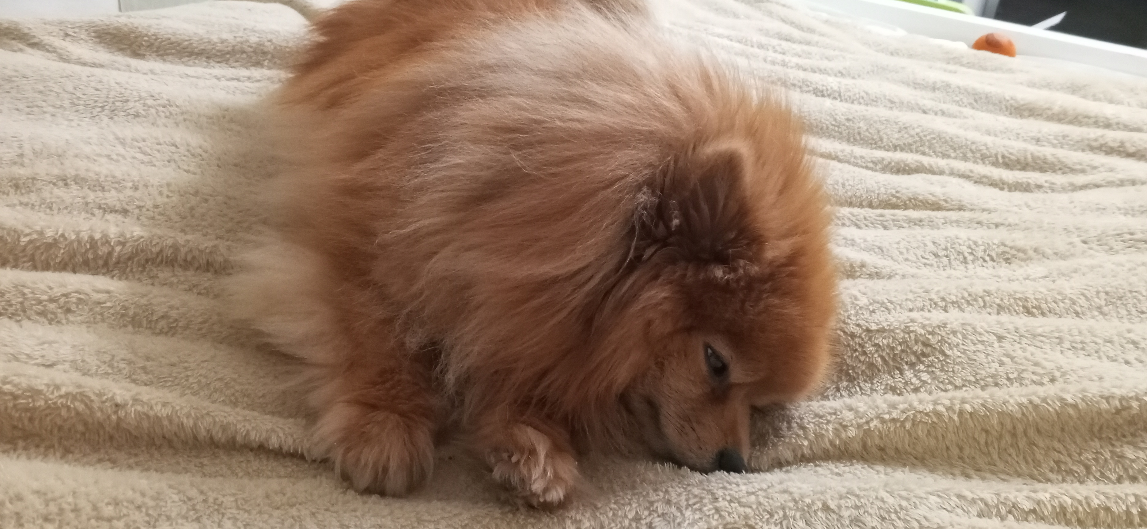 Фото питомца: шпиц Лисик превращается из роденовского мыслителя в спящего пастушка Буше