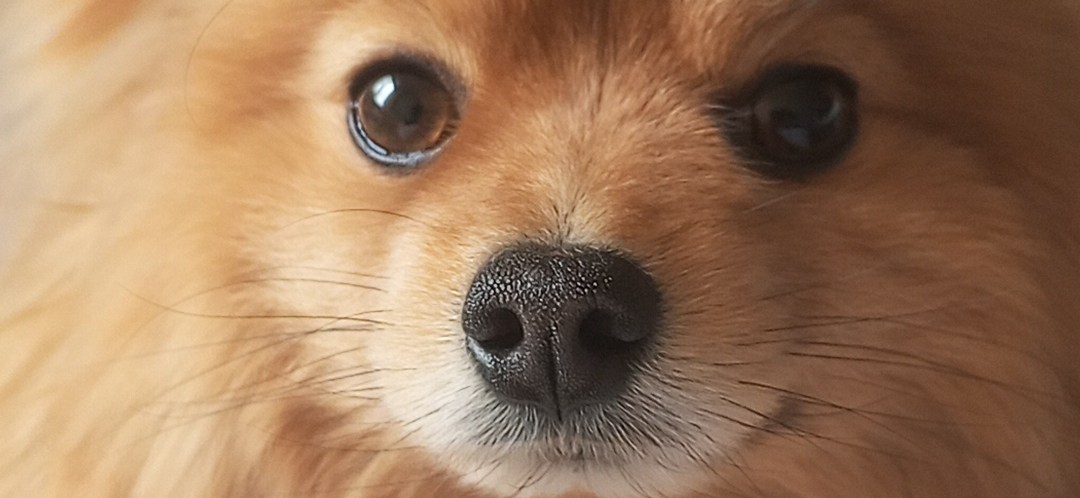 Фото питомца: шпиц Лисик притворяется морским котиком