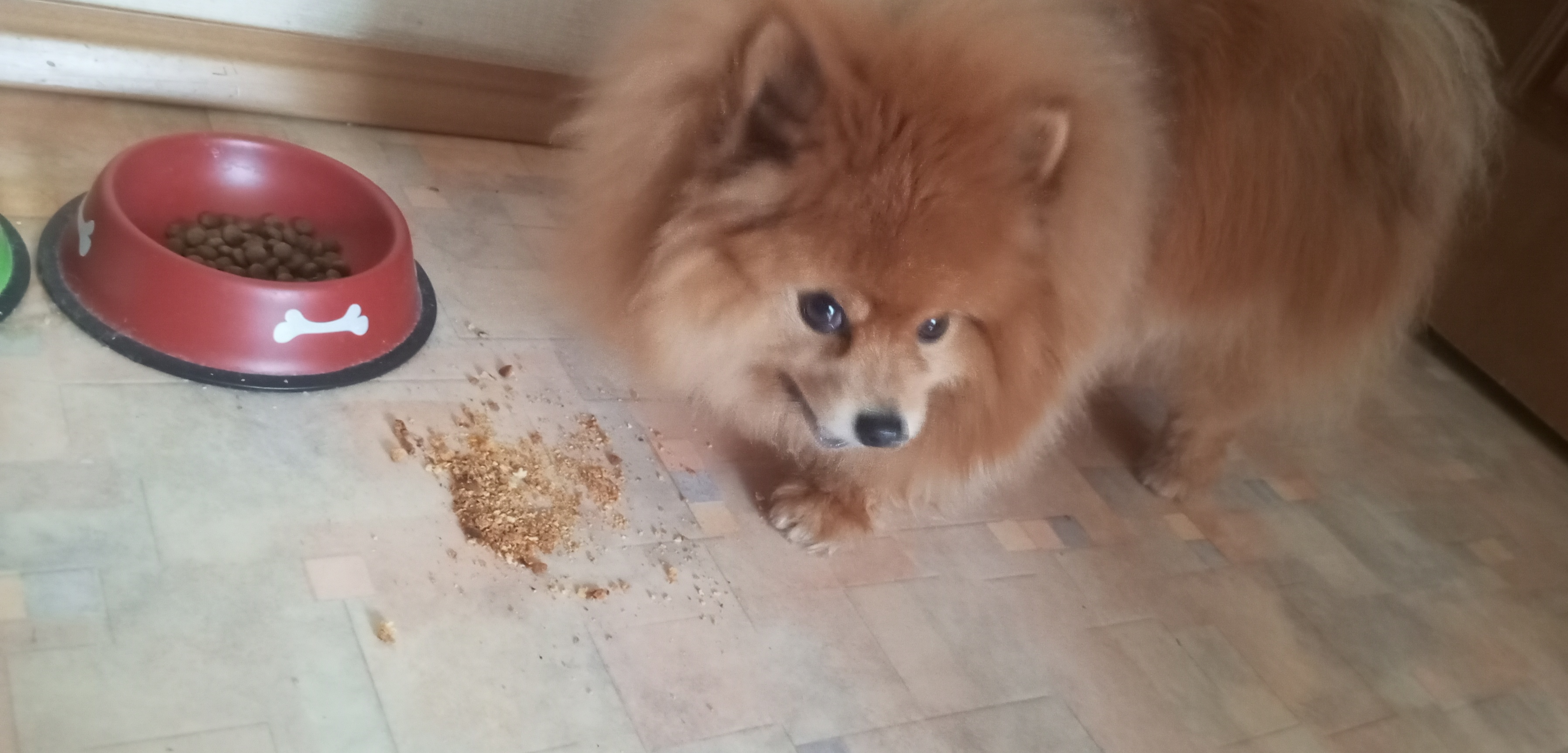 Фото питомца: шпиц Лисик проводит утро 14 февраля по-итальянски