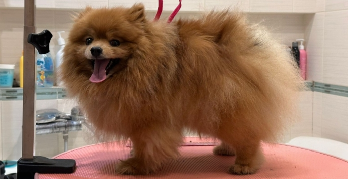 Фото питомца: шпиц Лисик у грумера