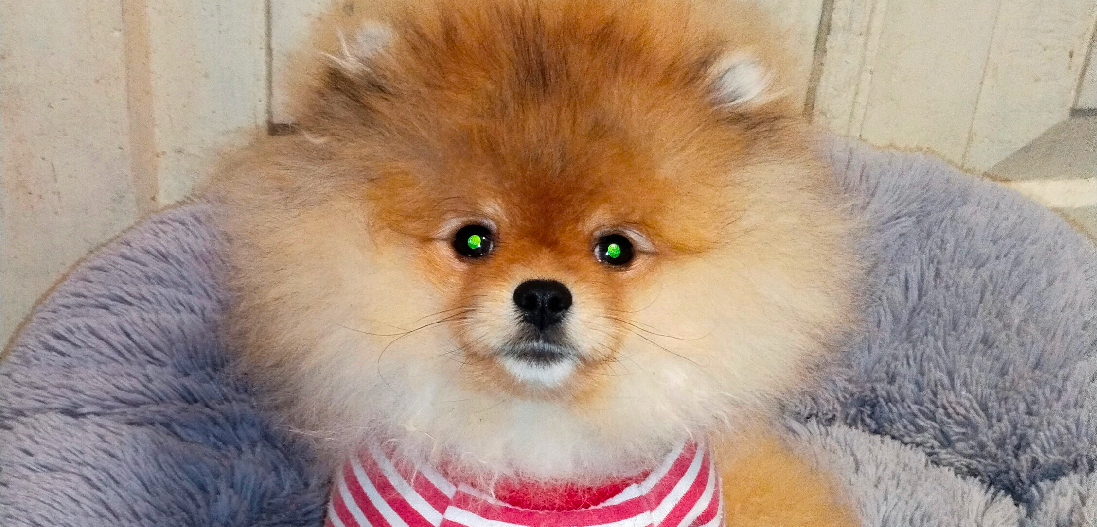 Фото питомца: шпиц Микки позирует