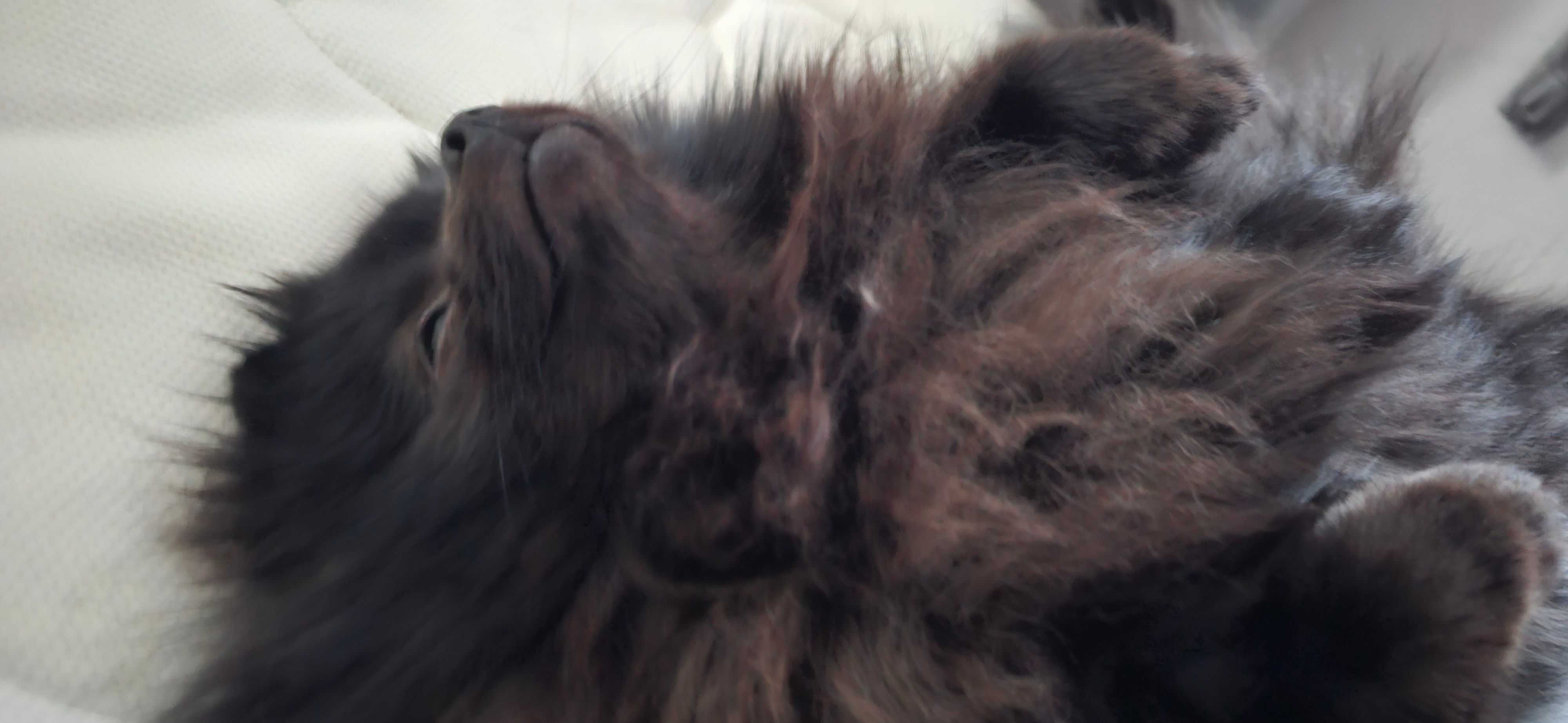 Фото питомца: шпиц Муха наслаждается жизнью