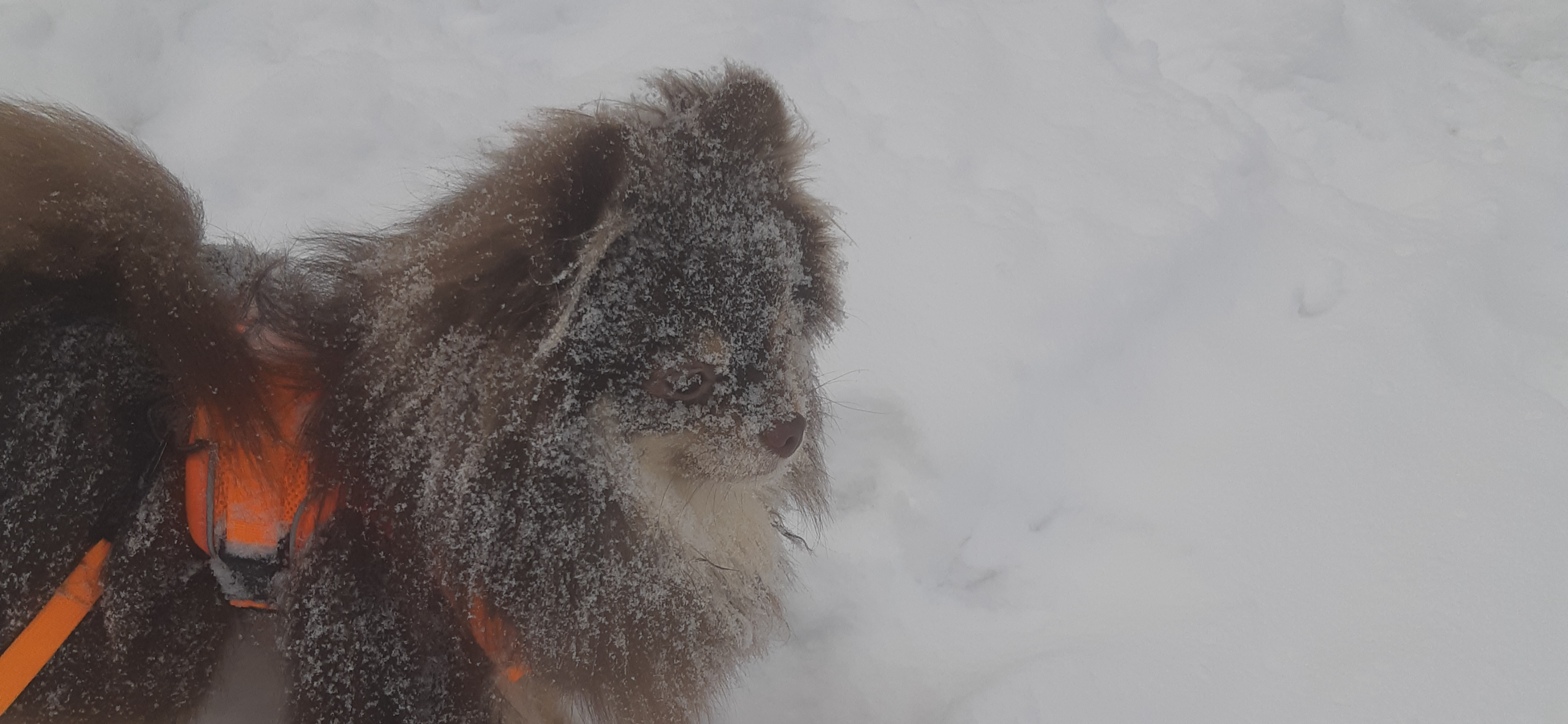 Фото питомца: шпиц Николас извалялся в снегу