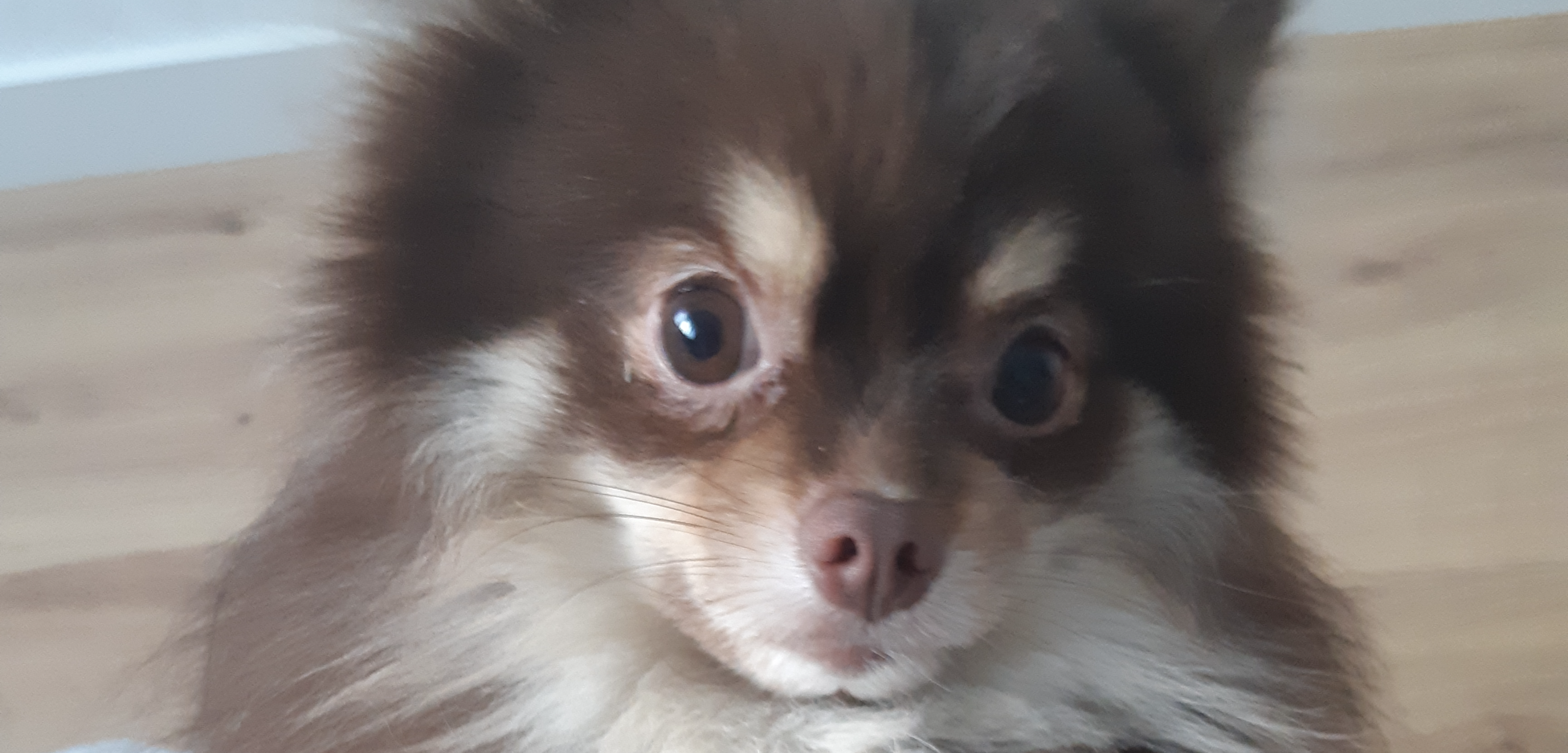 Фото питомца: шпиц Николас просит вкусняшку с утра