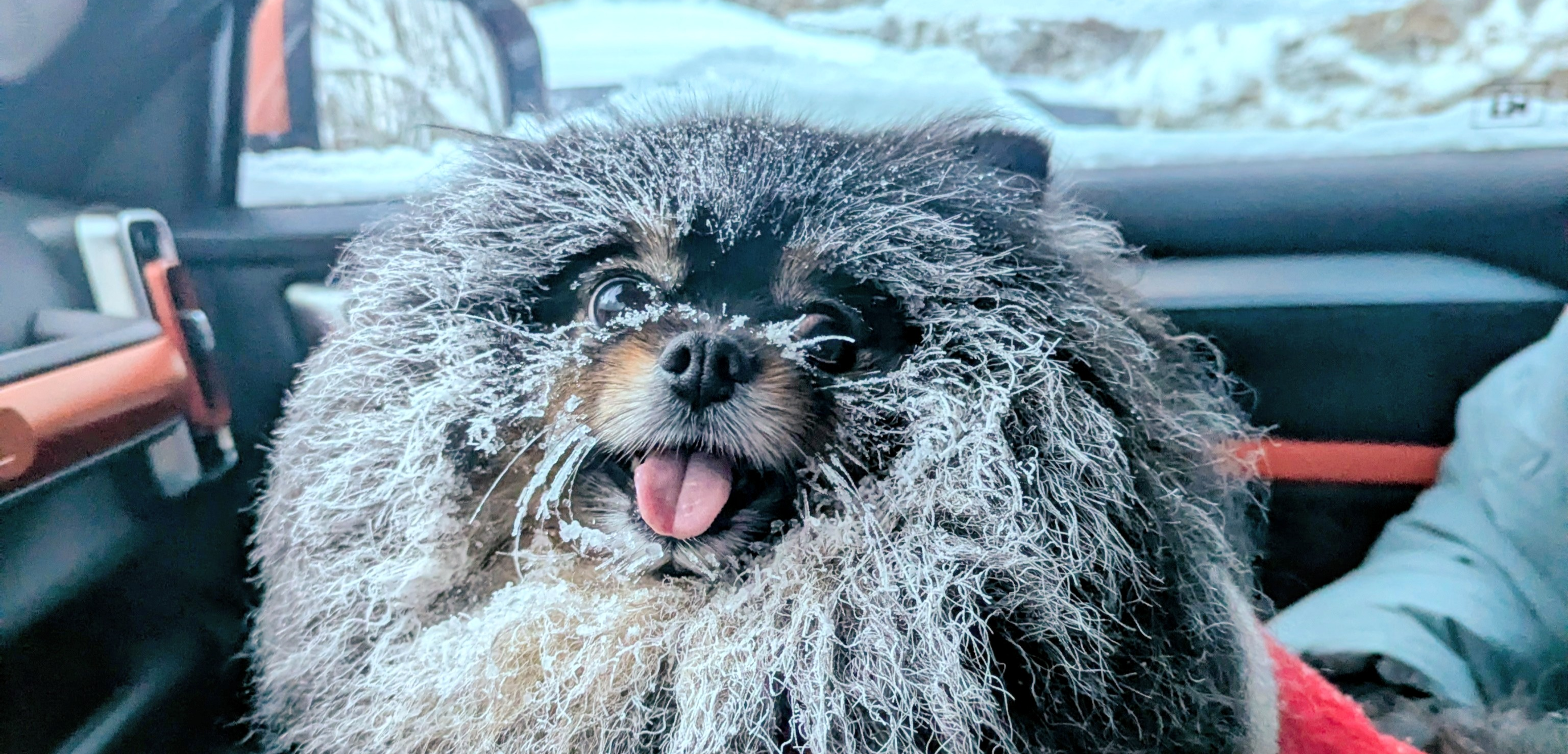 Фото питомца: шпиц радуется прогулке в лесу