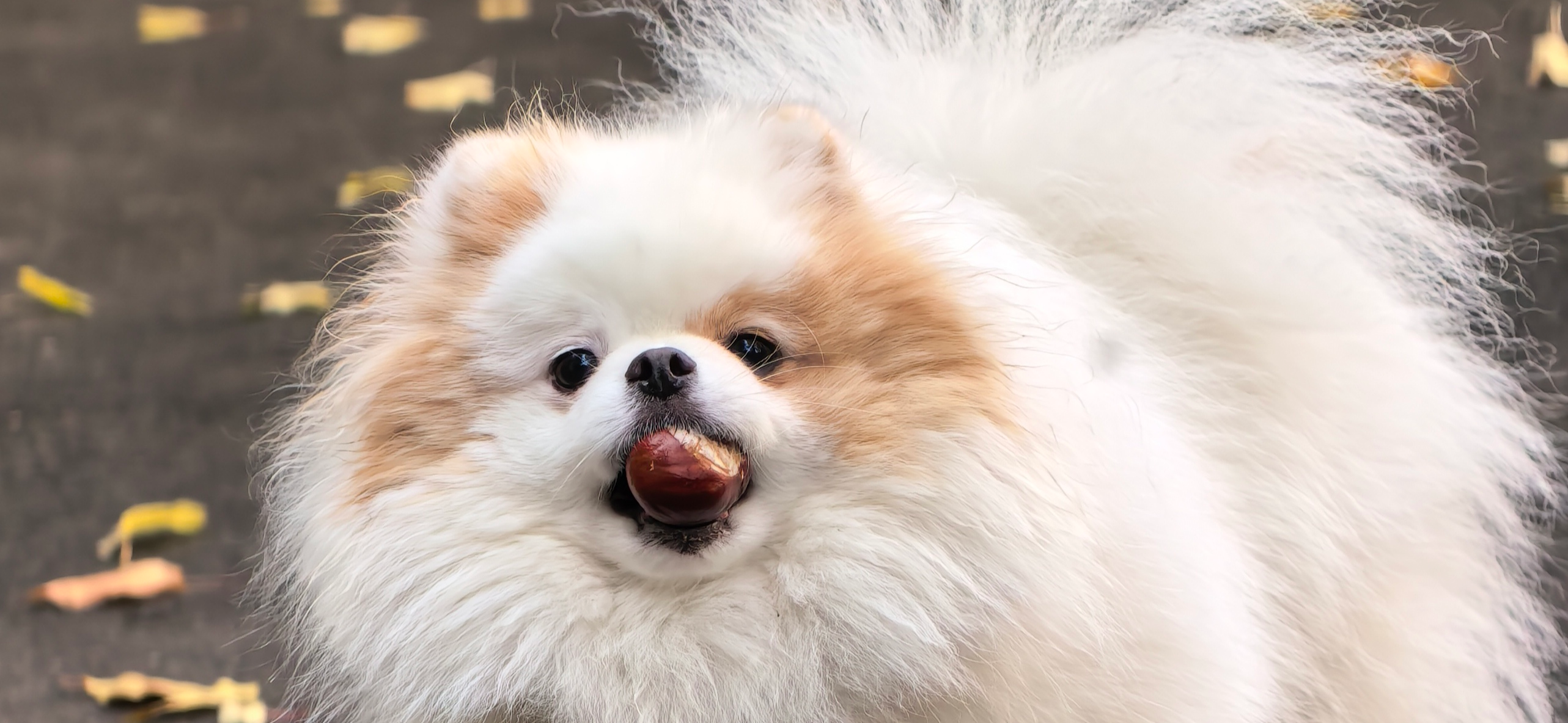 Фото питомца: шпиц Саюри играет с каштаном