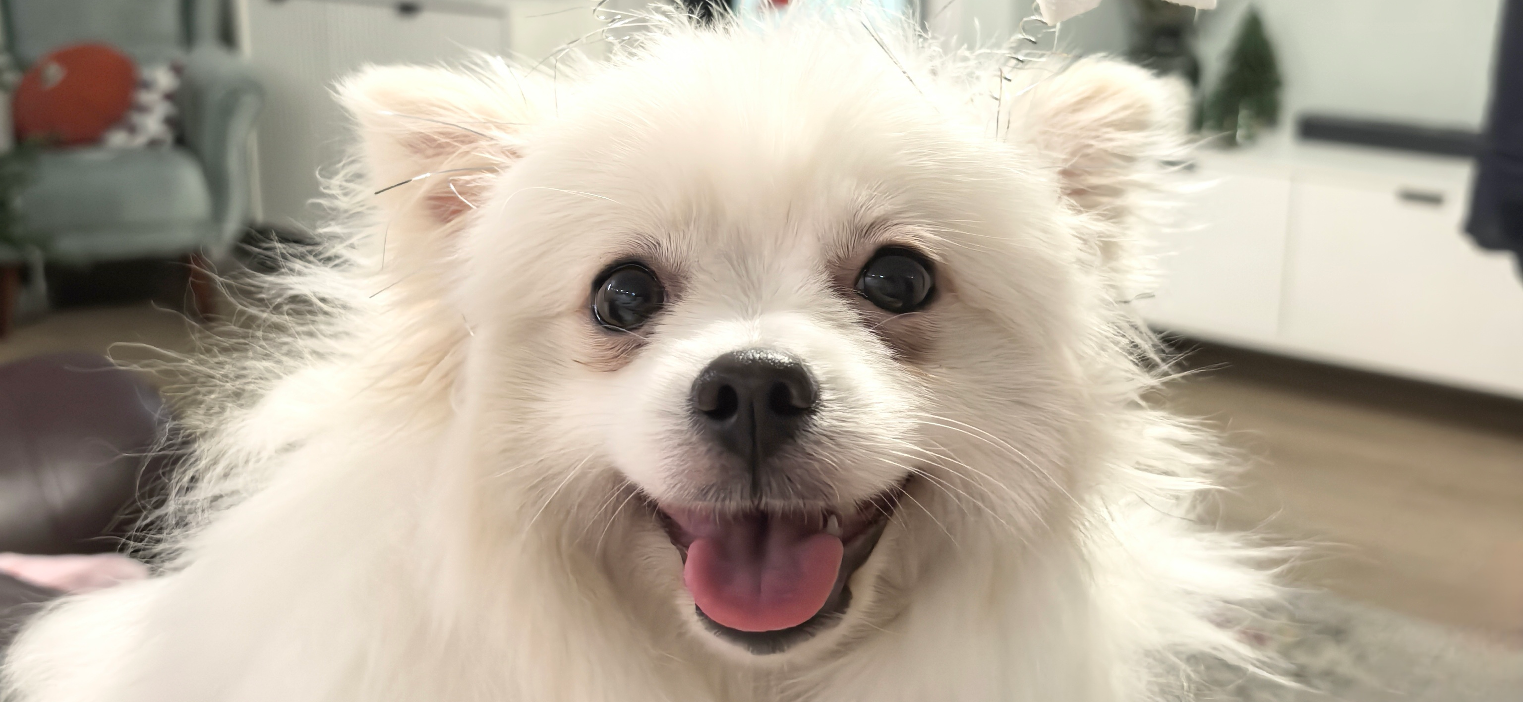 Фото питомца: шпиц Сима встречает Новый год