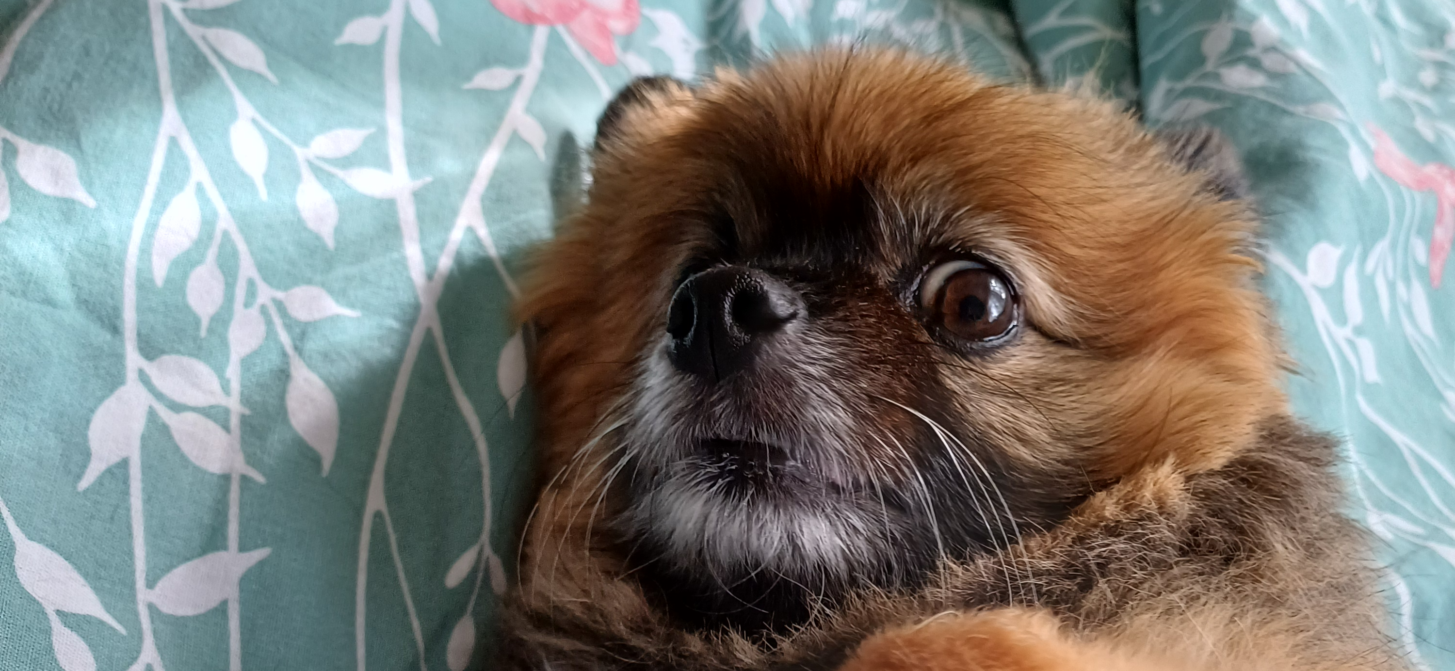 Фото питомца: шпиц Тоби демонстрирует новую стрижку