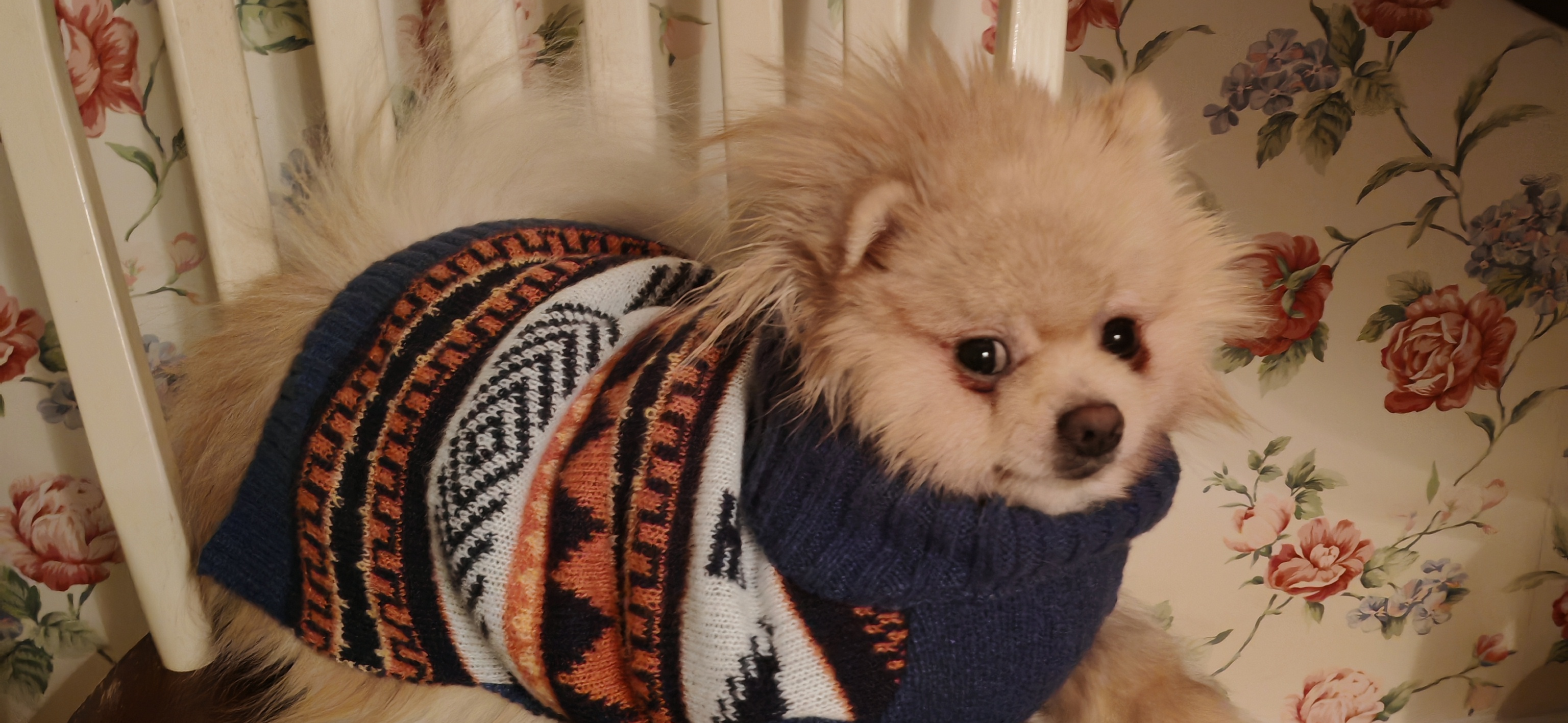 Фото питомца: шпиц Вейсон примеряет свитерок