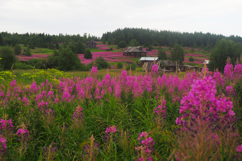 Цветущие поля иван-чая