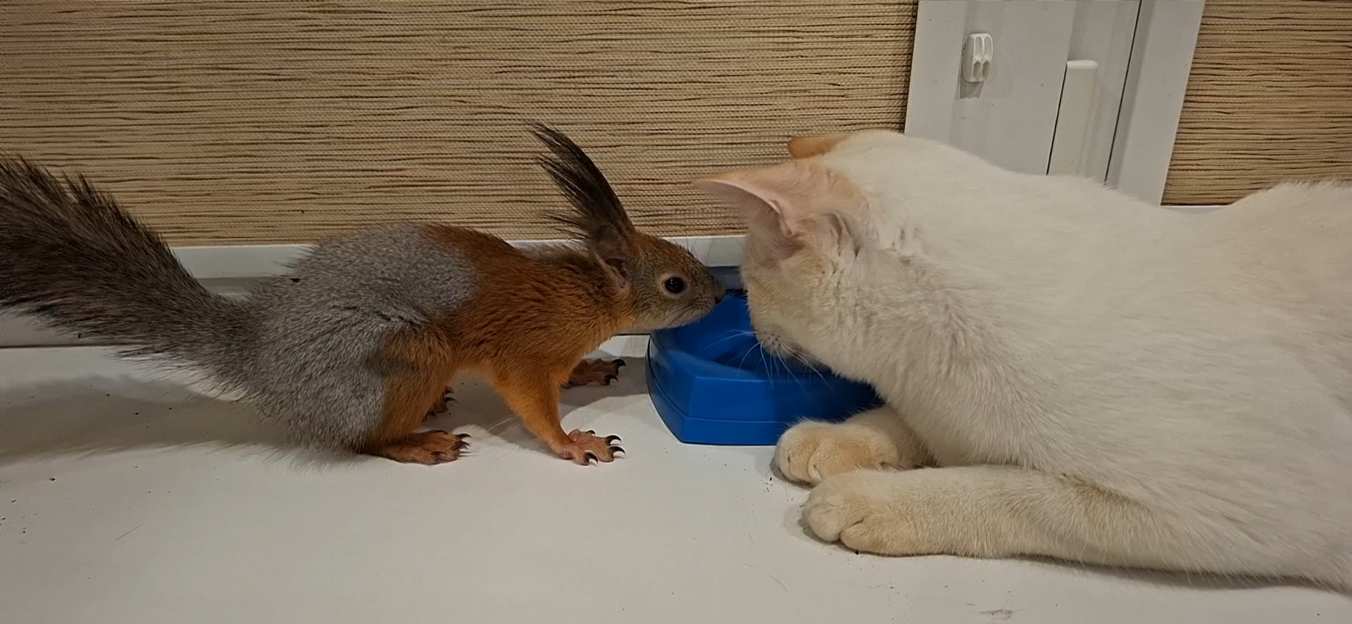 Фото питомцев: белка Брюс интересуется, чем ужинает кот Беляшик