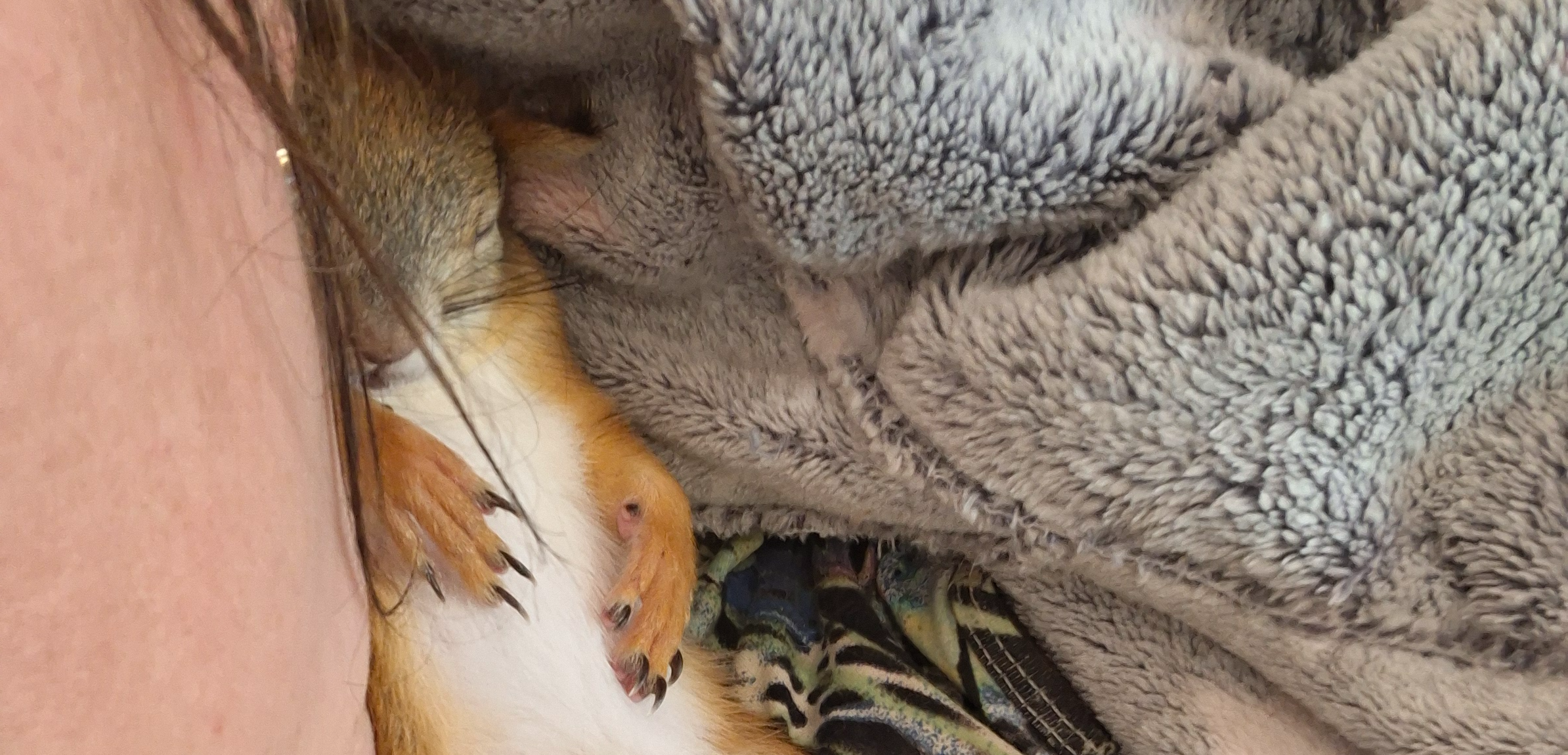 Фото питомца: белка Брюс в полудреме