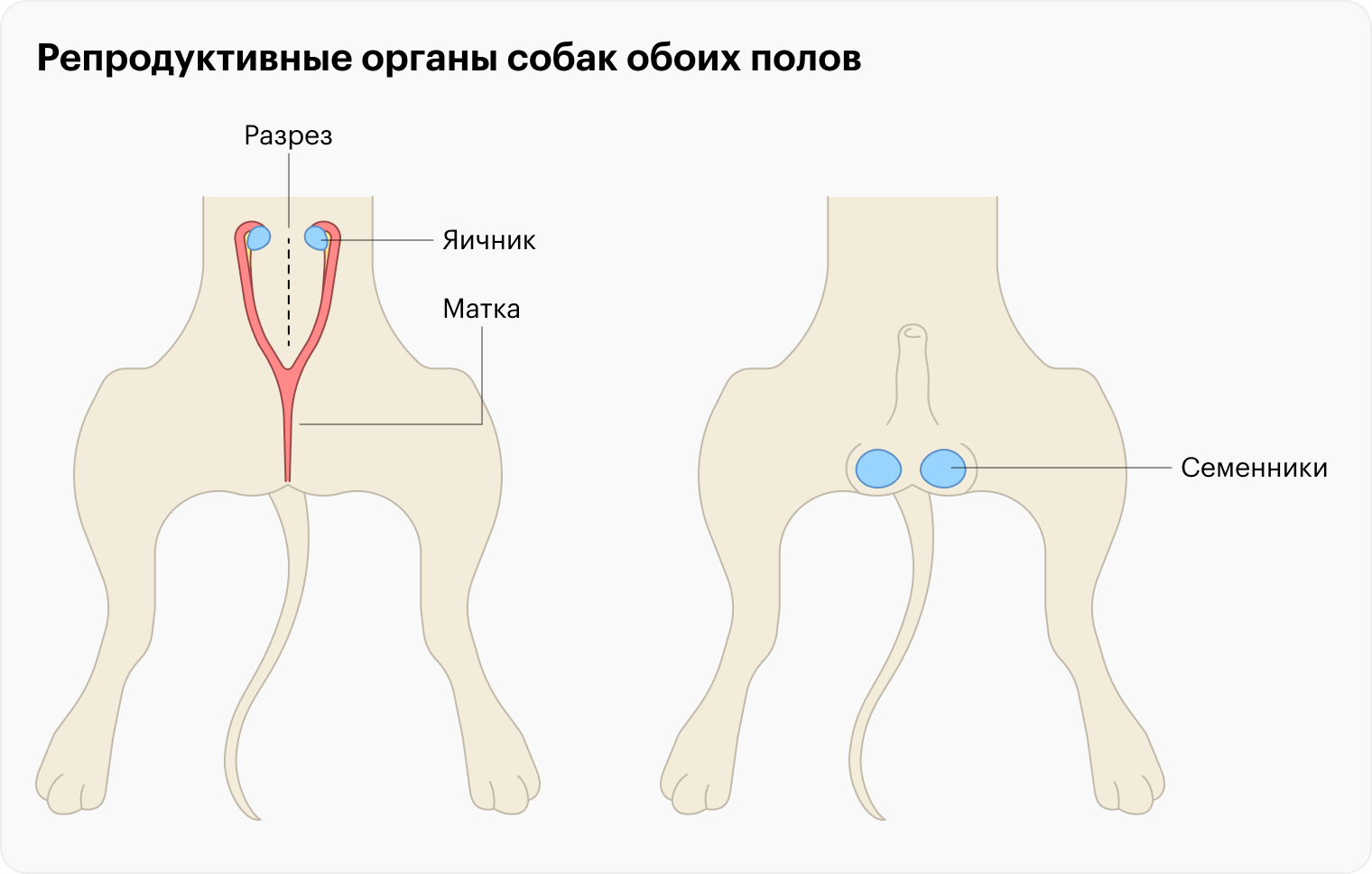 Это упрощенное изображение репродуктивных органов собак обоих полов, которые удаляют во время кастрации