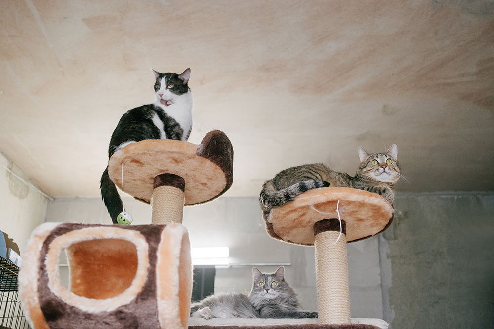 Внутри маленького частного приюта в Подмосковье живут пять кошек и шесть котов. Все они стерилизованы при помощи фонда «РЭЙ»