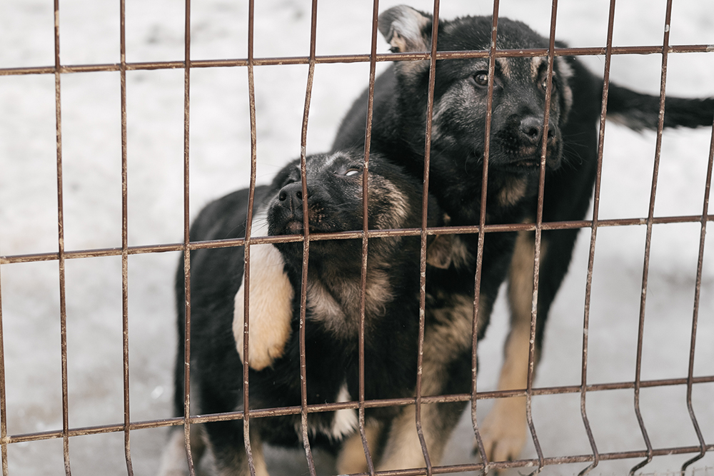 В приюте «ДвориКо» в Подмосковье живут 127 собак и 32 кошки. Стерилизовать большинство из них помог фонд «РЭЙ»