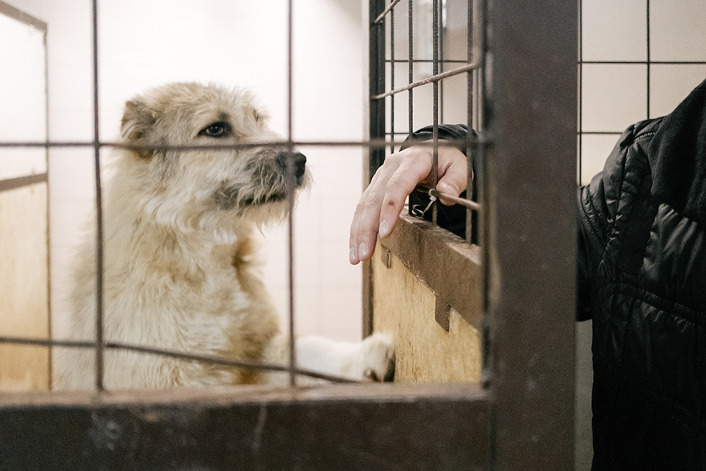 В приюте «ДвориКо» в Подмосковье живут 127 собак и 32 кошки. Стерилизовать большинство из них помог фонд «РЭЙ»