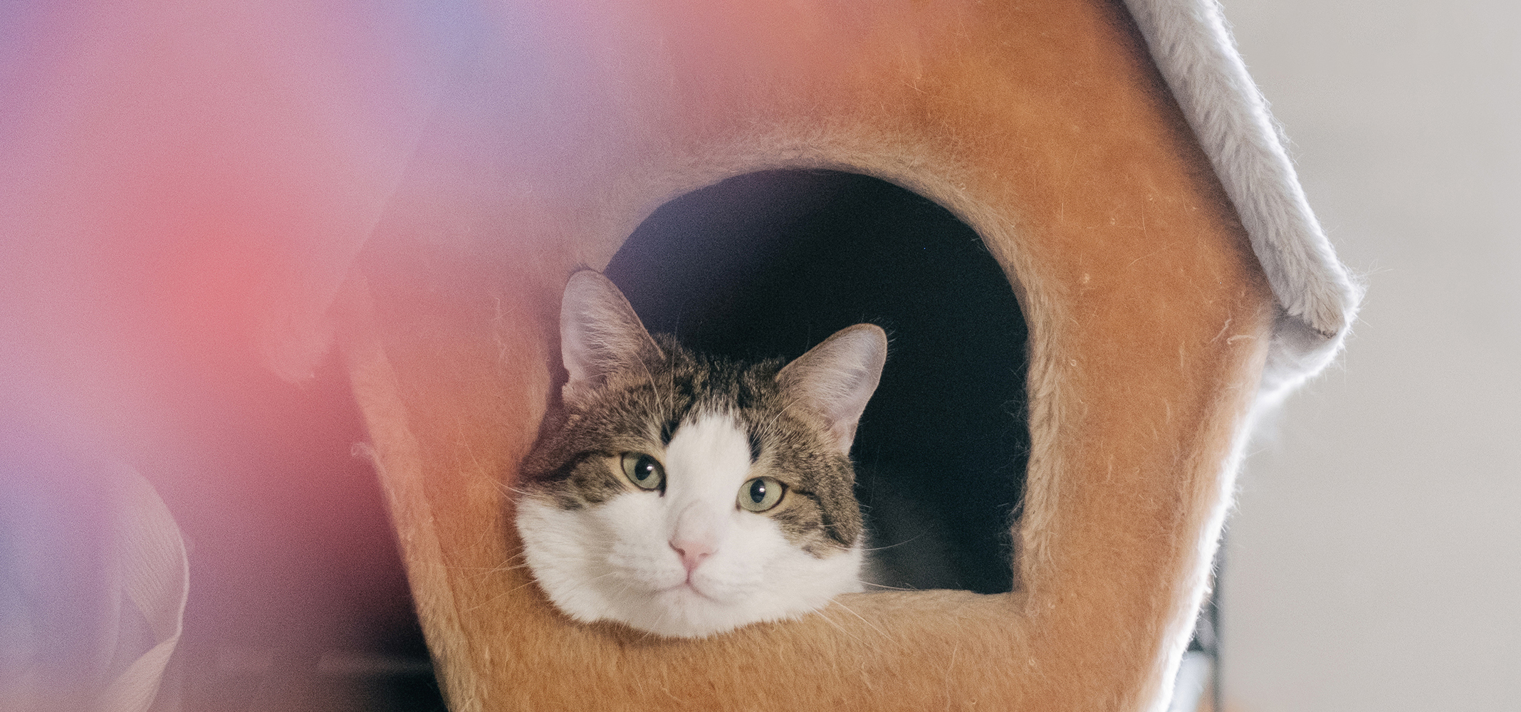 «Опасная операция, которая приносит стресс»: 8 мифов о кастрации живот­ных