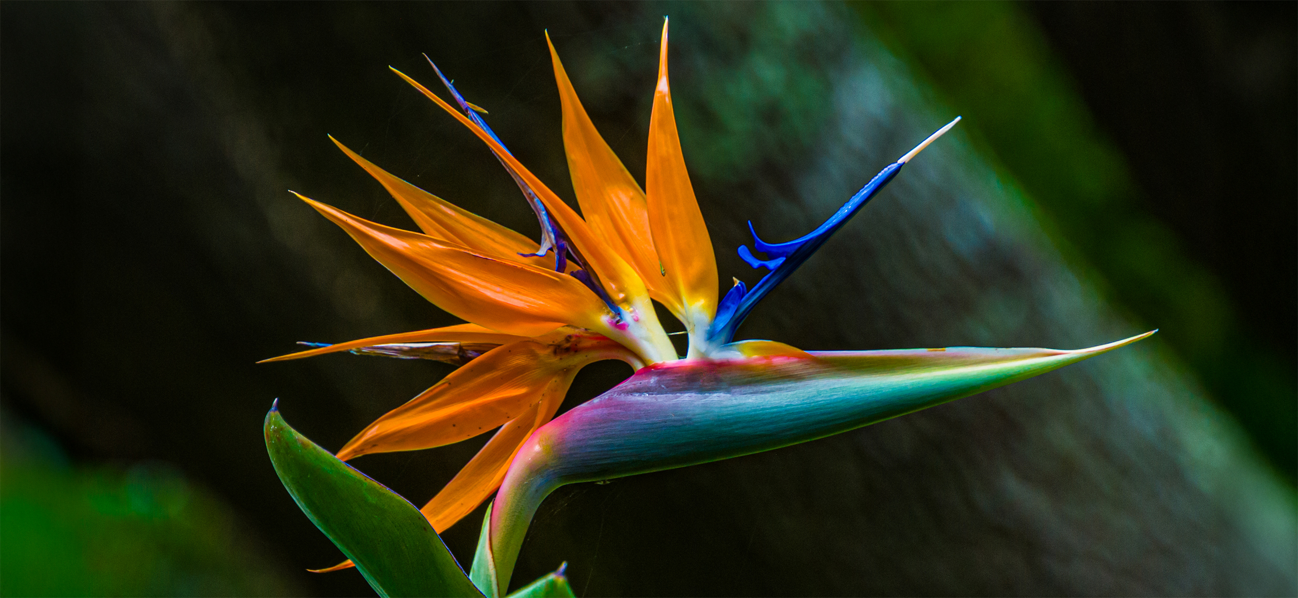 Как я выращиваю экзотическую стрелицию с огромными листьями