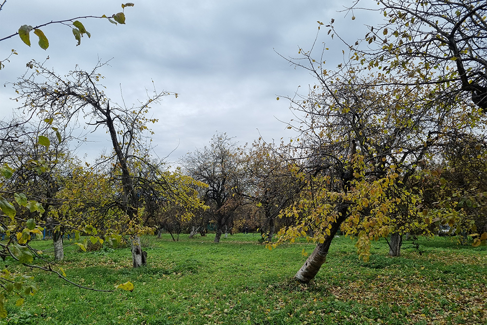 Некоторые деревья в парке «Яблоневый сад» сохранились еще с советских времен — это часть бывшего колхоза