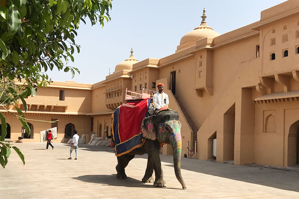 Индия ассоциируется со слонами, но мы встретили их всего два раза: в зоопарке в Нью-Дели и в Агре — тут на них катали туристов